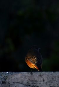 Close-up of bird perching on wood