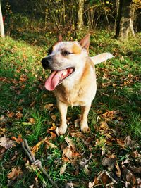 Dog lying down on land