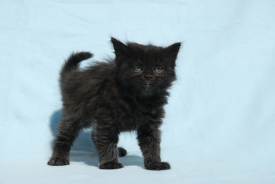 Cat standing against white background