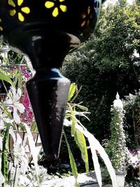 Close-up of flowering plant in garden