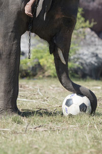 Elephant playing with soccer ball on field