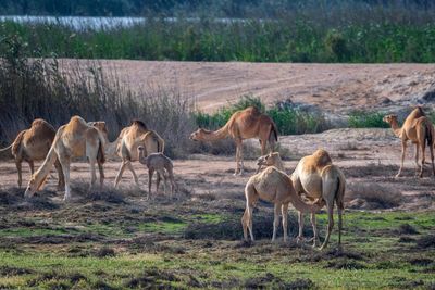 Horses grazing in a field