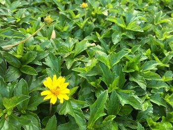Close-up of yellow flowering plant leaves on field