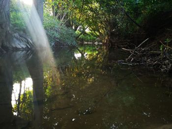 Scenic view of waterfall in forest