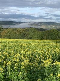 Scenic view of field against cloudy sky