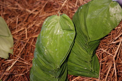 Close-up of green betel leafs