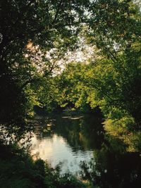 Scenic view of lake amidst trees in forest