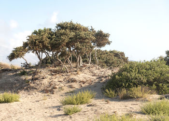 Trees on field against sky