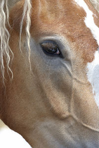 Close-up of a horse