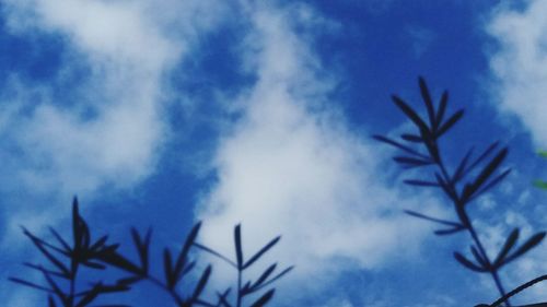 Low angle view of trees against blue sky