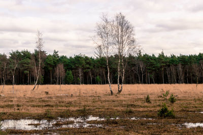 Trees on field against cloudy sky