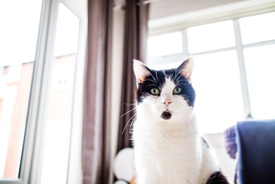 Close-up portrait of a cat