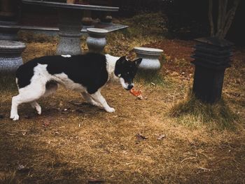 High angle view of dogs on grass