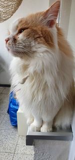 Close-up of a cat drinking water