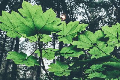 Low angle view of green leaves