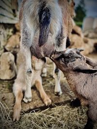 Portrait of a sheep on field
