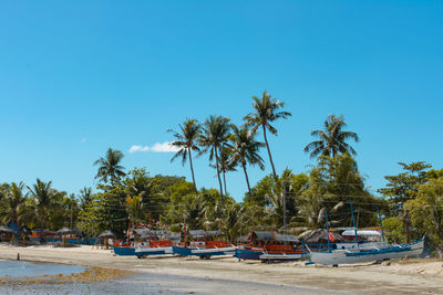 Palm trees on beach against clear blue sky