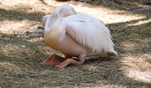 Close-up of pelican on field