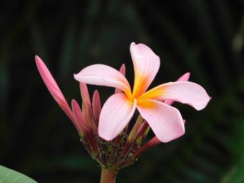 Close-up of day lily blooming outdoors