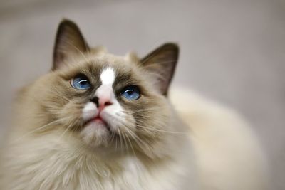 Close-up portrait of a cat