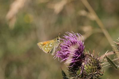 Close-up of butterfly pollinating on thistle