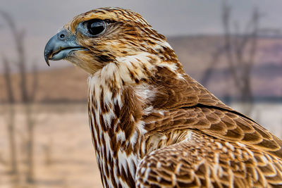 Close-up of peregrine falcon