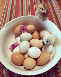 Close-up of eggs in plate