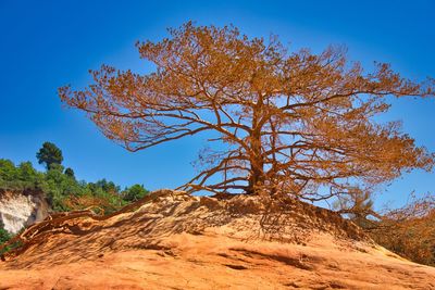 Low angle view of trees against clear blue sky