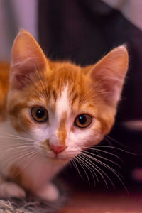 Close-up portrait of cat