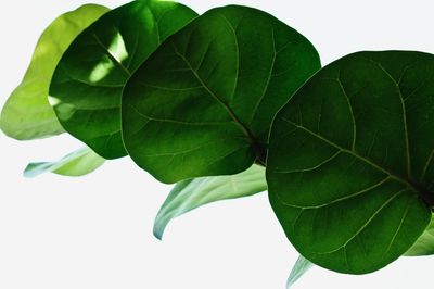 Close-up of leaves