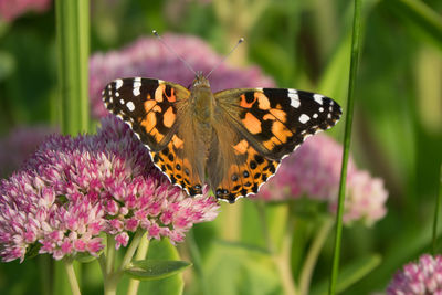 Close-up of butterfly pollinating on flower