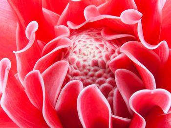 Full frame shot of pink flowers