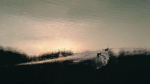 High angle view of silhouette birds swimming in lake during sunset