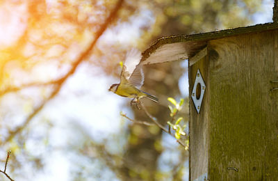 Low angle view of birdhouse on tree trunk