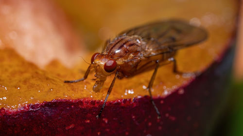 Close-up of insect