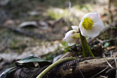 Close-up of white flowering plant on land