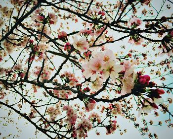 Low angle view of cherry blossom tree