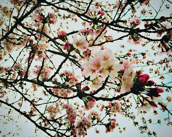 Close-up of cherry blossoms in spring