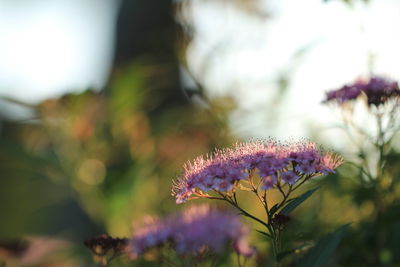 Close-up of purple flowering plant