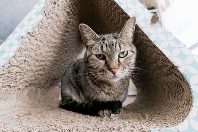 Portrait of cat sitting outdoors