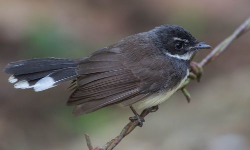 Close-up of bird perching on twig