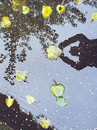 Leaves floating on pond