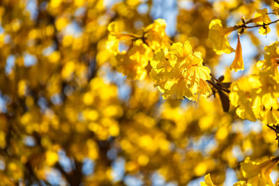 Close-up of yellow flowering plant