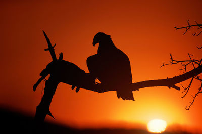 Silhouette birds on a orange sunset