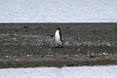 View of a bird on beach