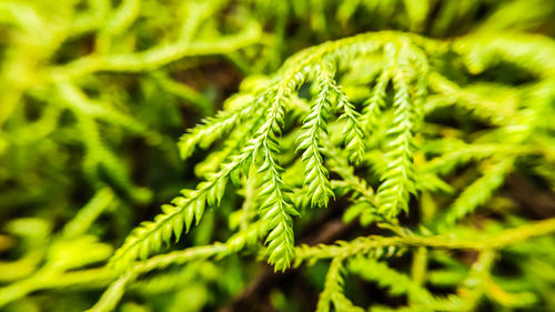 Close-up of fern leaves