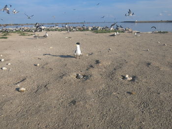 Seagulls on beach