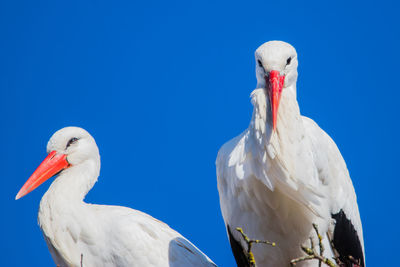 Close-up of birds against clear blue sky