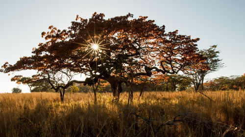 Tree on field against clear sky