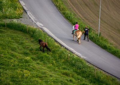 Rear view of man riding horse on road